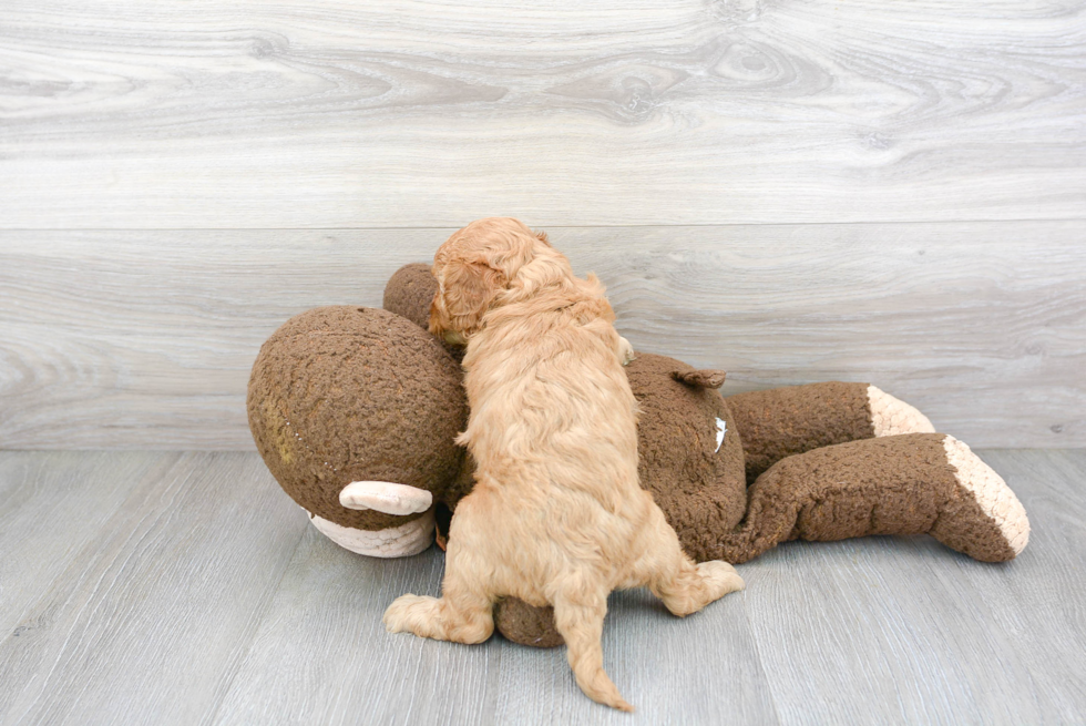 Popular Cavapoo Poodle Mix Pup