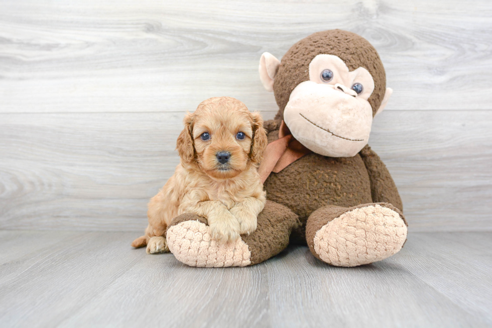 Cavapoo Puppy for Adoption
