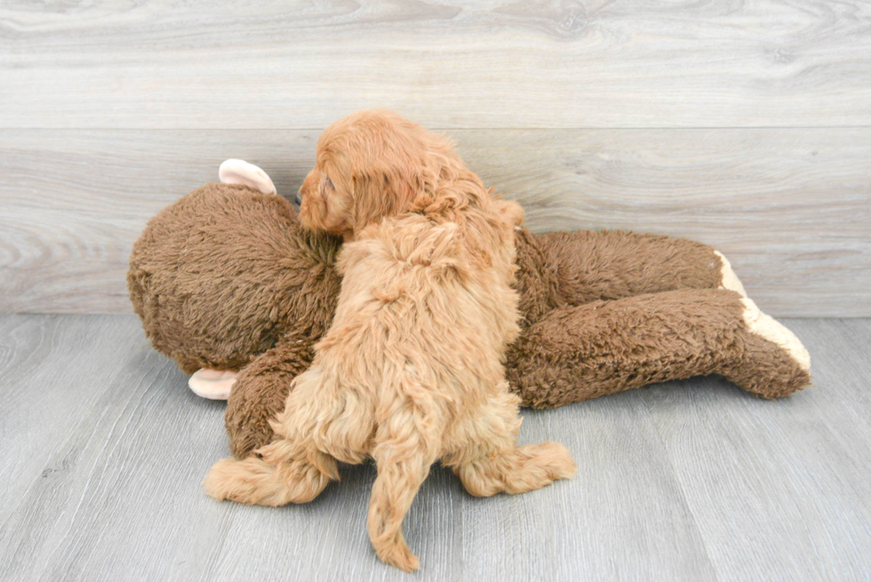 Fluffy Cavapoo Poodle Mix Pup