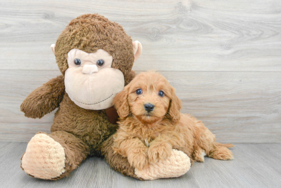 Funny Cavapoo Poodle Mix Pup