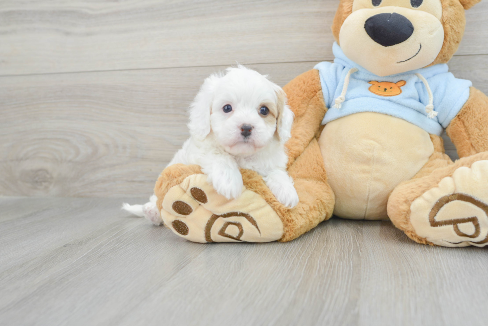 Cavapoo Pup Being Cute