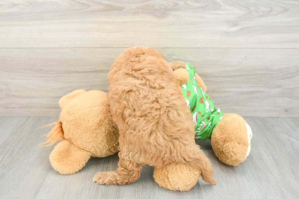 Cavapoo Pup Being Cute