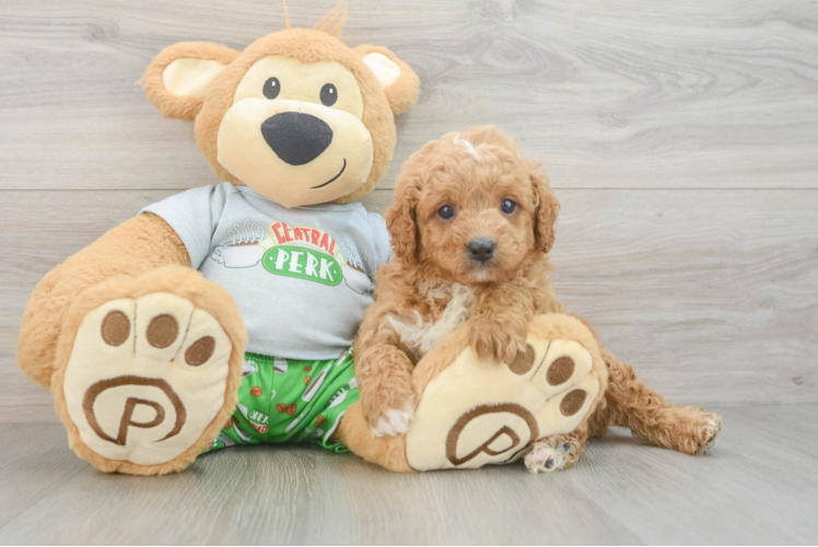 Cavapoo Pup Being Cute