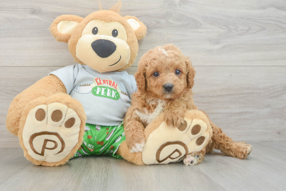 Cavapoo Pup Being Cute