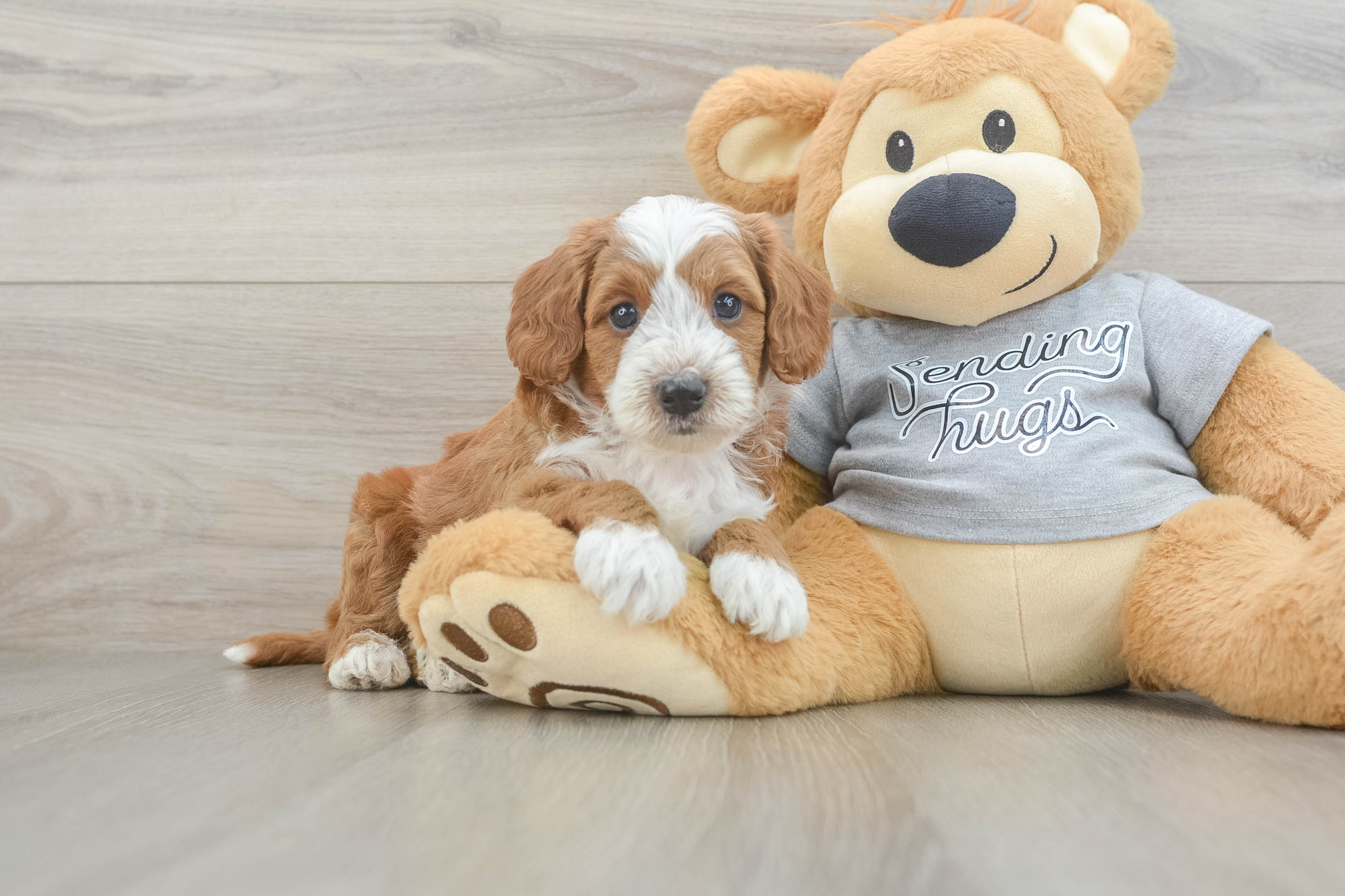 Best Cavapoo Baby