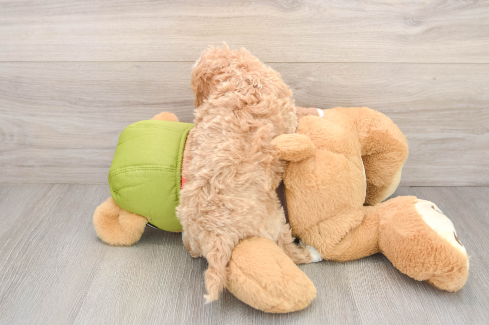 Petite Cavapoo Poodle Mix Pup