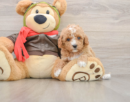 8 week old Cavapoo Puppy For Sale - Premier Pups