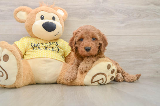LEE, a Cavapoo littermate