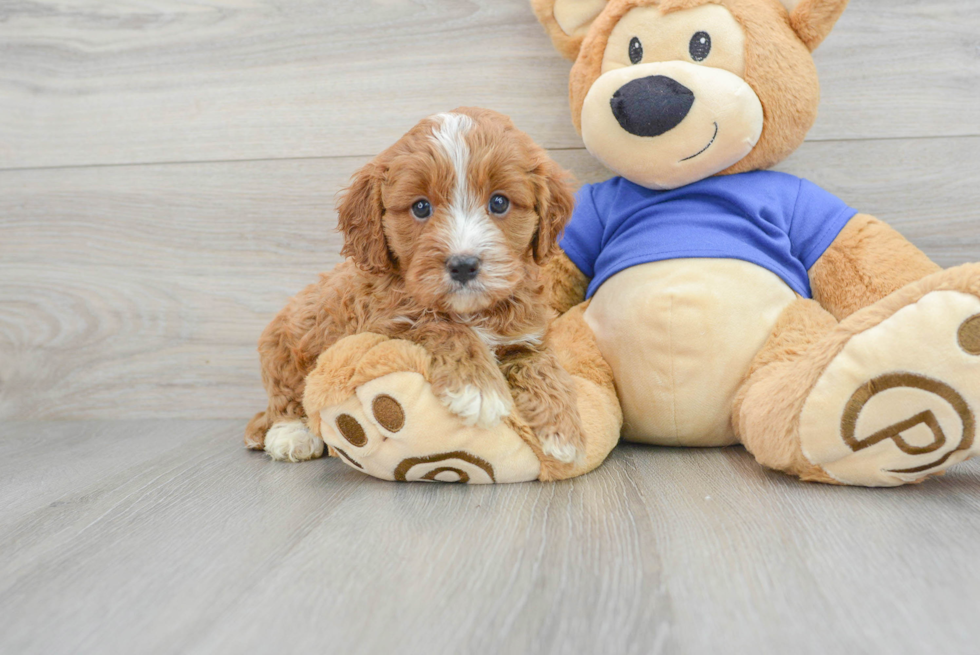 Adorable Cavoodle Poodle Mix Puppy
