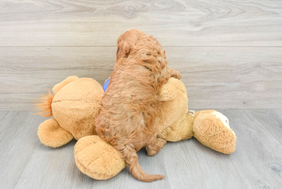 Cavapoo Puppy for Adoption