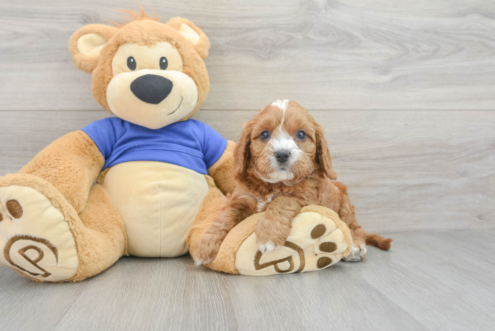 Petite Cavapoo Poodle Mix Pup