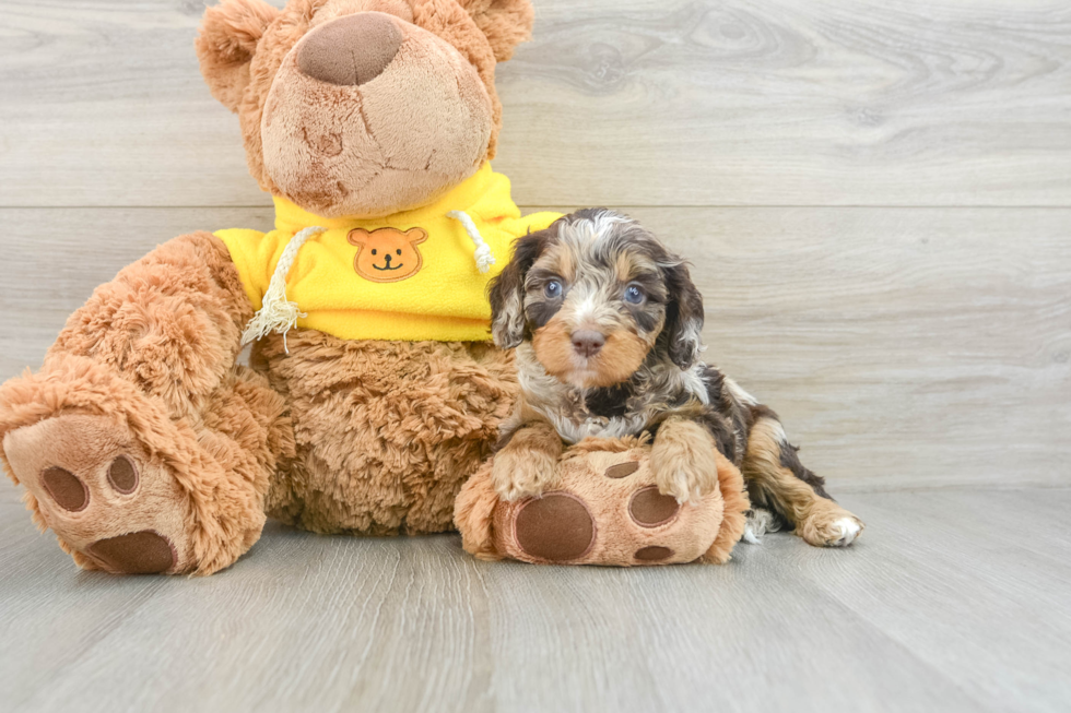 Cavapoo Puppy for Adoption
