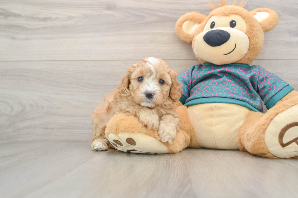 Adorable Cavalier King Charles Spaniel and Poodle Mix Poodle Mix Puppy
