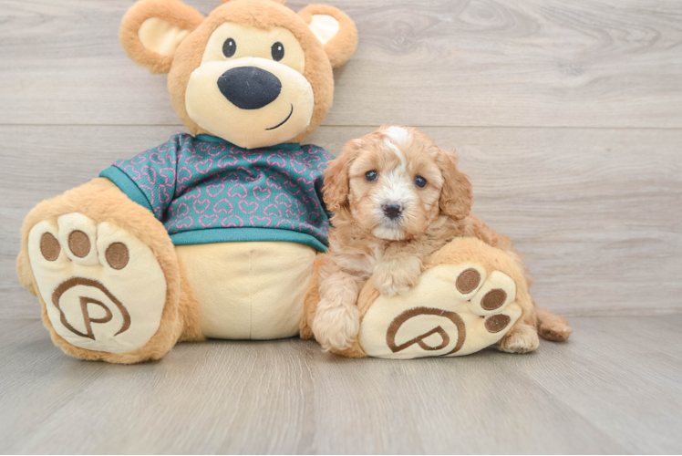 Smart Cavapoo Poodle Mix Pup