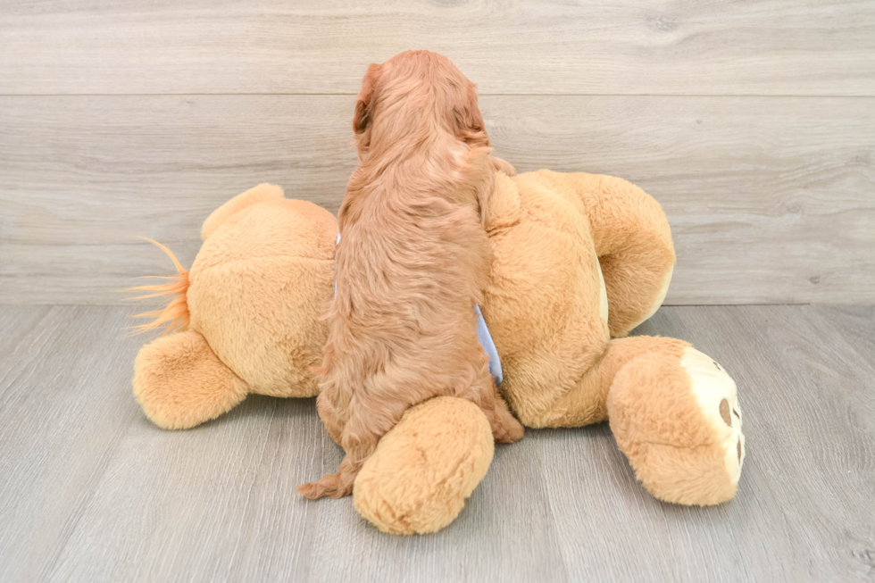 Cavapoo Pup Being Cute