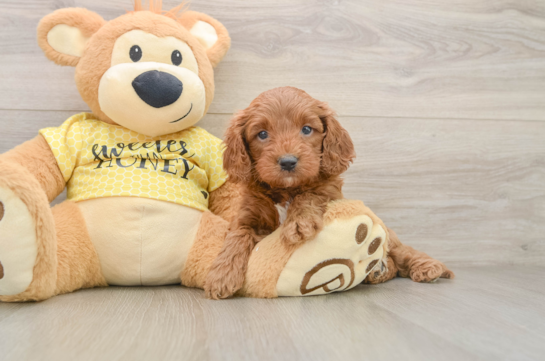 LEON, a Cavapoo littermate