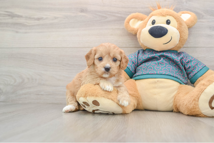 Cavapoo Puppy for Adoption