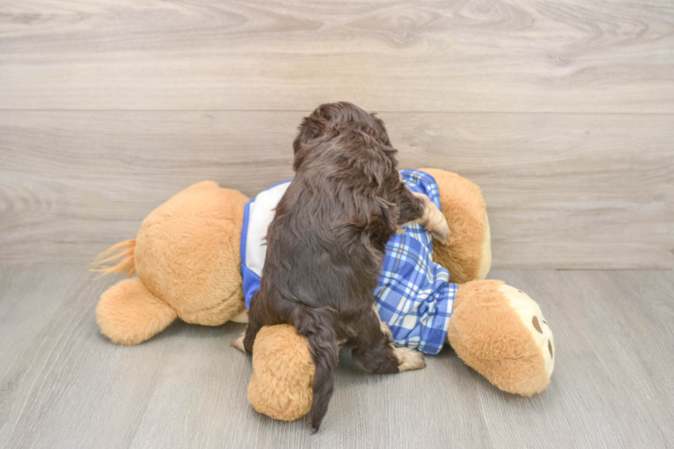 Happy Cavapoo Baby