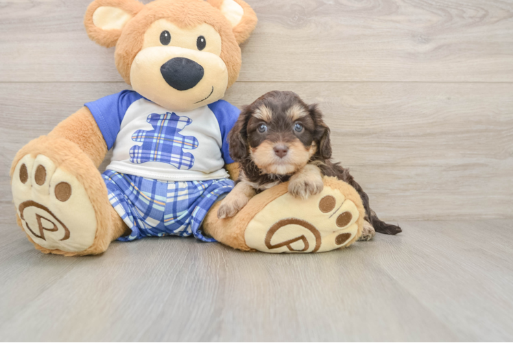 Smart Cavapoo Poodle Mix Pup