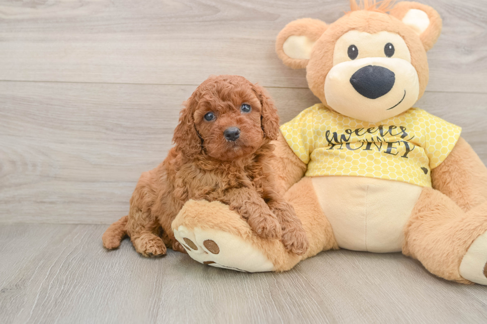 Cavapoo Pup Being Cute