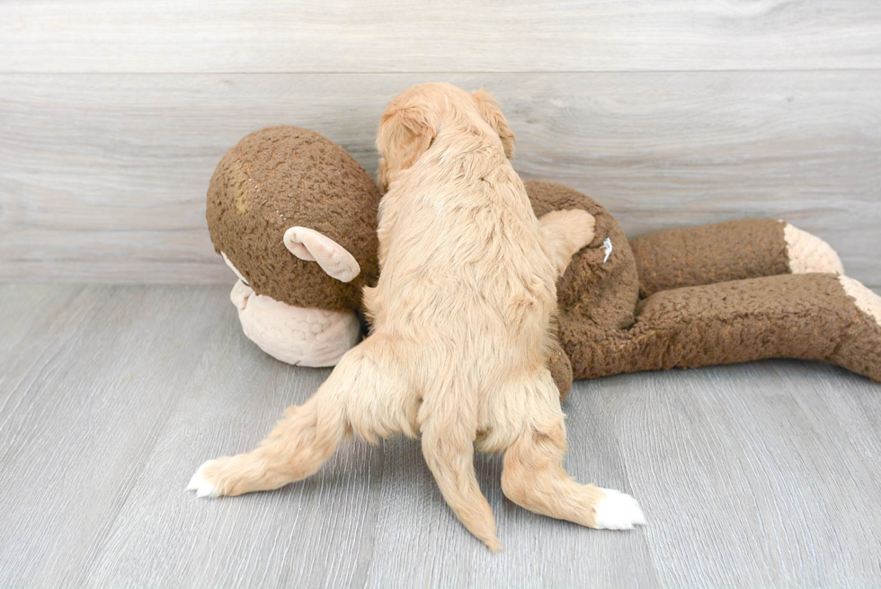 Adorable Cavoodle Poodle Mix Puppy