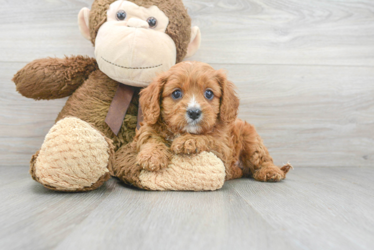 Adorable Cavoodle Poodle Mix Puppy
