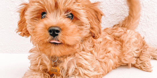Cavapoo Lifespan: Secrets to Longevity