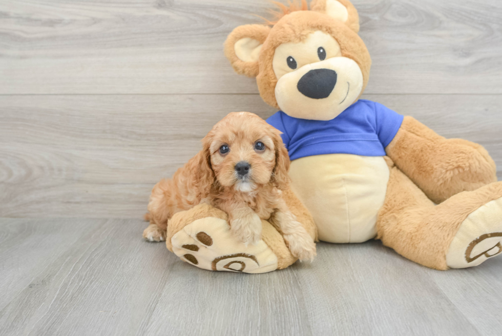 Cavapoo Puppy for Adoption