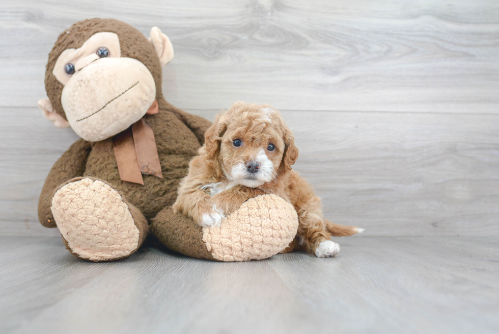 Adorable Cavoodle Poodle Mix Puppy