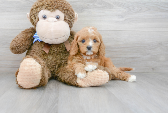 Cavapoo Puppy for Adoption