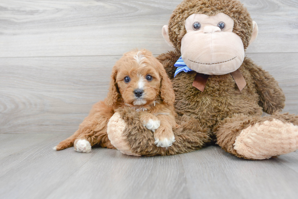 Cavapoo Puppy for Adoption