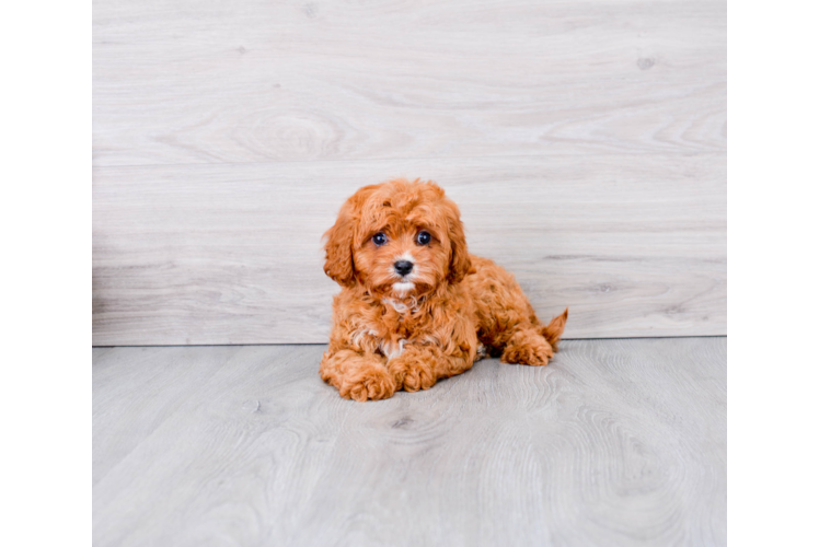 Cavapoo Puppy for Adoption