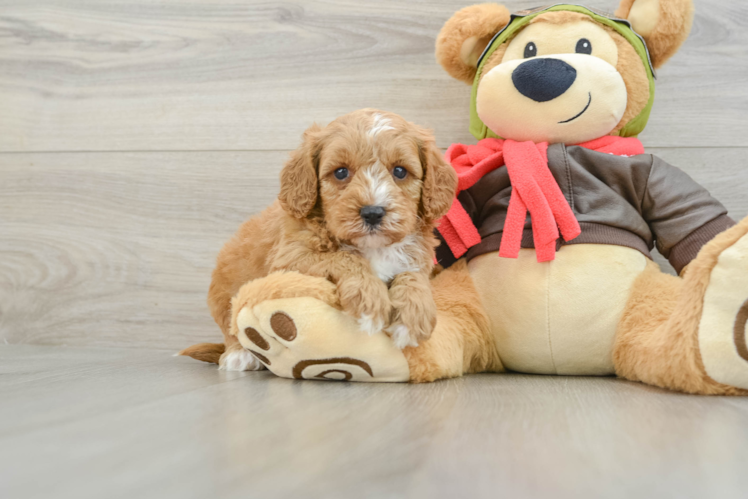 Cavapoo Puppy for Adoption