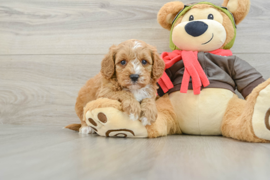 Cavapoo Puppy for Adoption