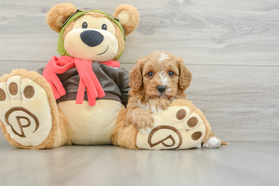 Cavapoo Pup Being Cute