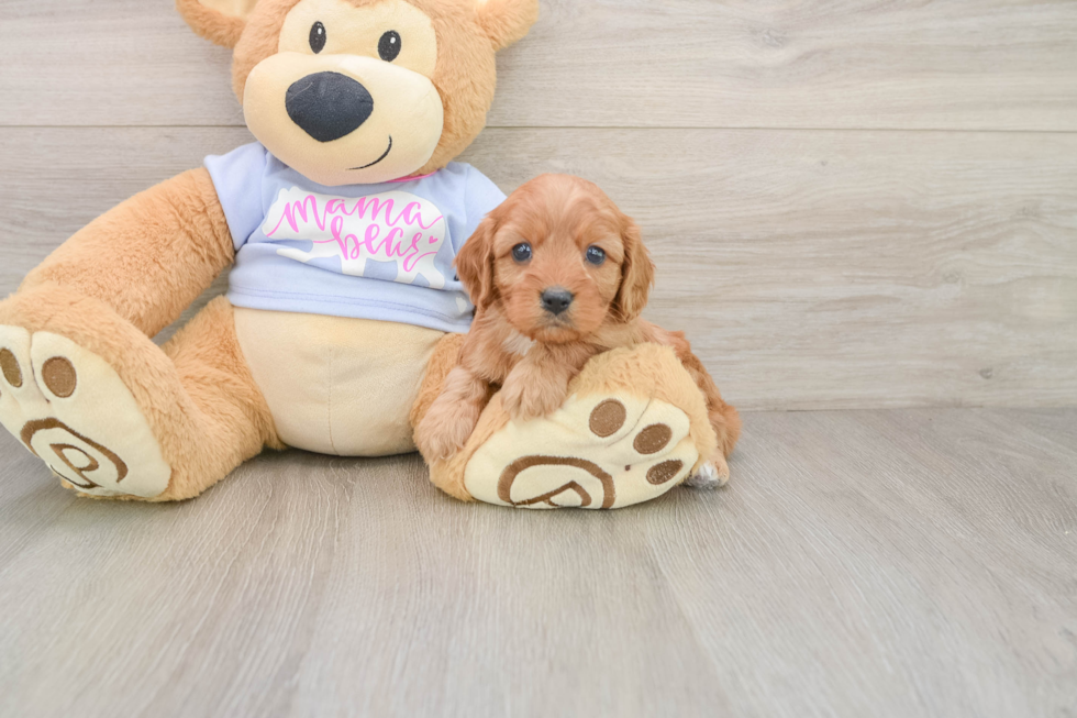 Cavapoo Puppy for Adoption