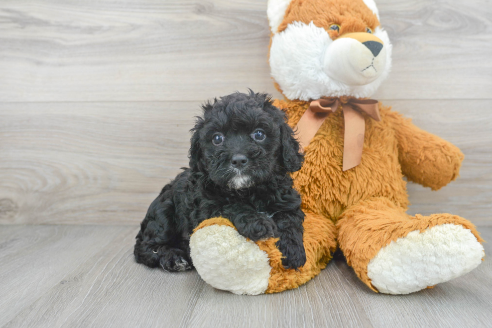 Petite Cavapoo Poodle Mix Pup