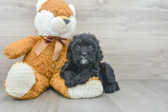Smart Cavapoo Poodle Mix Pup