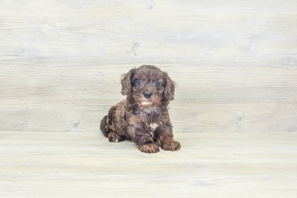 Small Cavapoo Baby
