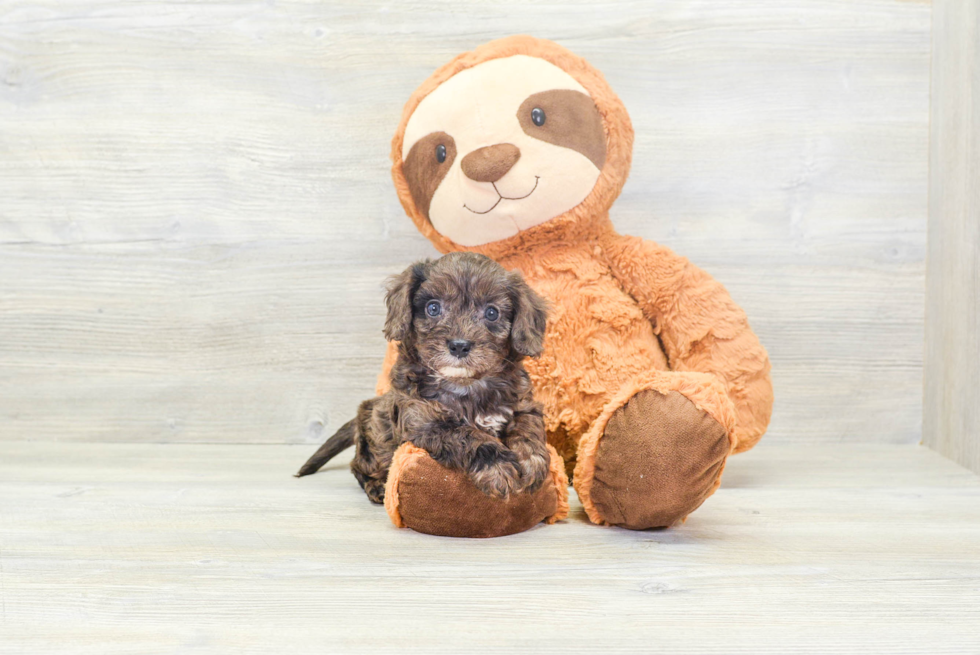 Cavapoo Puppy for Adoption