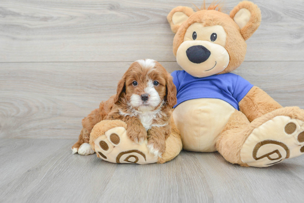 Adorable Cavoodle Poodle Mix Puppy