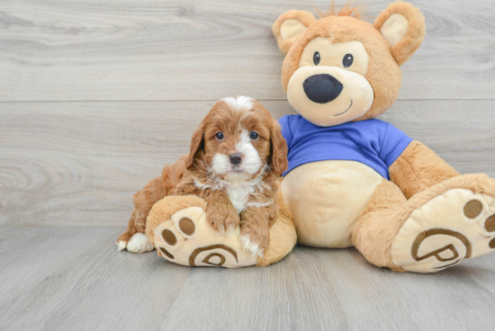 Adorable Cavoodle Poodle Mix Puppy