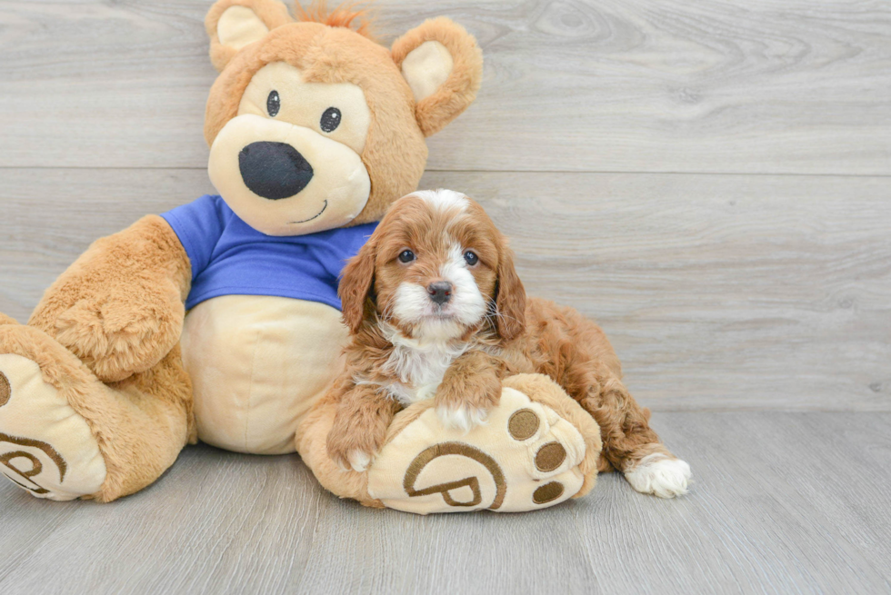 Adorable Cavoodle Poodle Mix Puppy