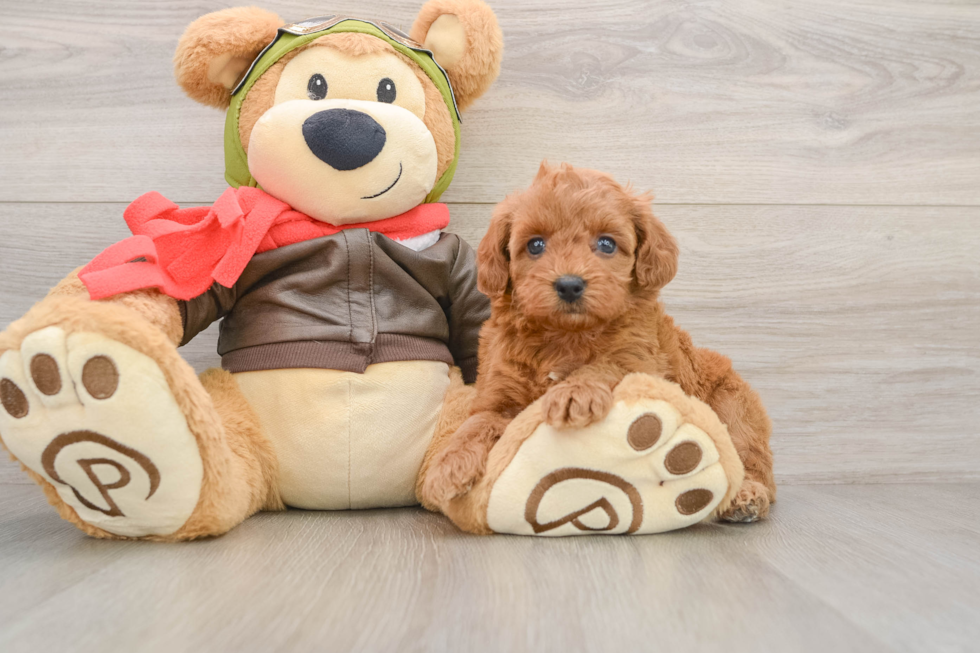 Little Cavipoo Poodle Mix Puppy