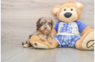 Cute Cavapoo Baby