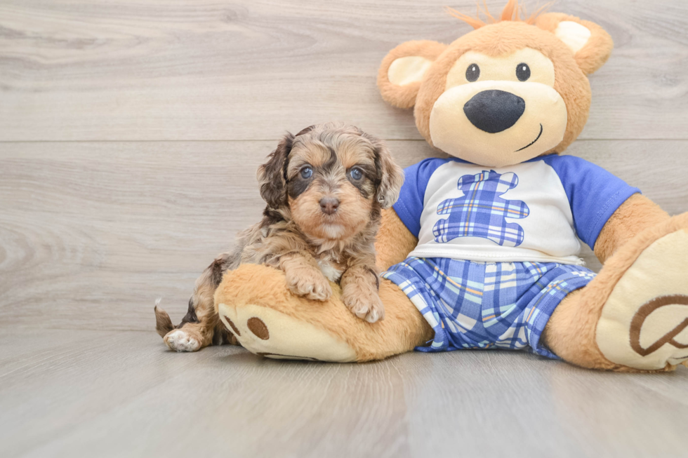 Cute Cavapoo Baby