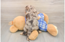 Popular Cavapoo Poodle Mix Pup