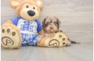 Cavapoo Pup Being Cute