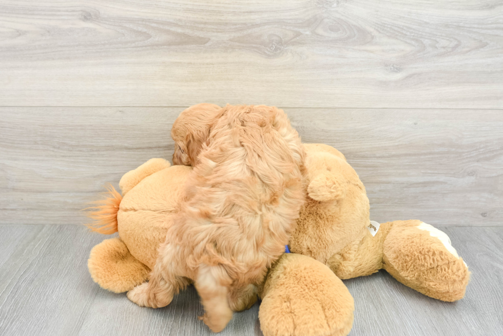 Small Cavapoo Baby
