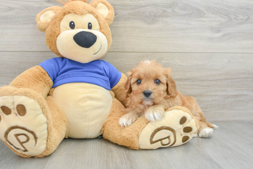 Cavapoo Pup Being Cute